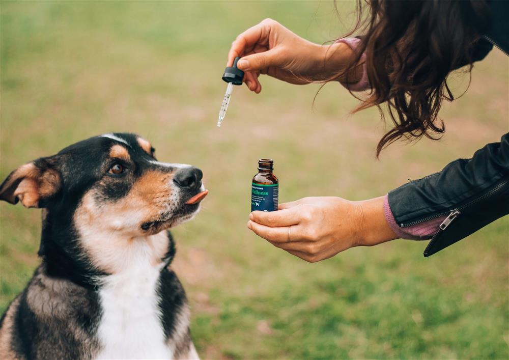 Are dog parks bad?